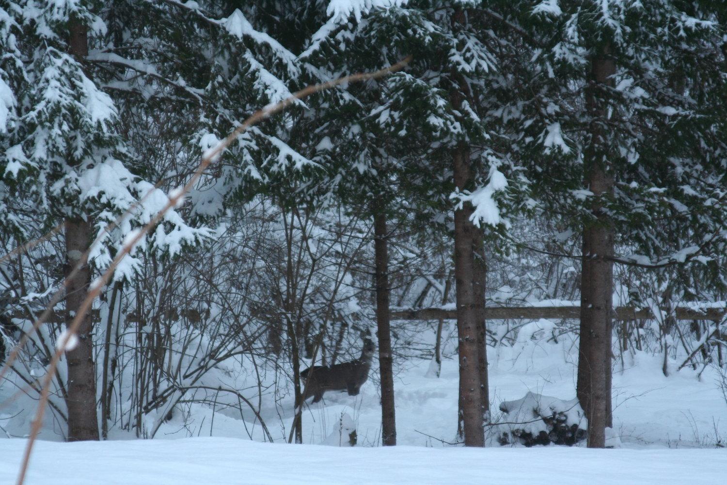 Das Kleine Paradies Hermagor-Pressegger See Kültér fotó